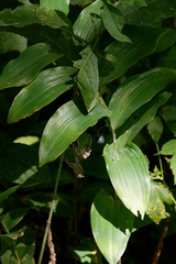 Polygonatum biflorum