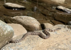 Nerodia sipedon sipedon