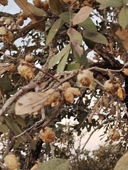 Qualea