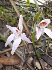 Caladenia latifolia