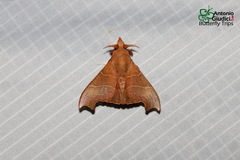 Hallicarnia albipectus