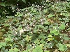 Tiarella trifoliata trifoliata