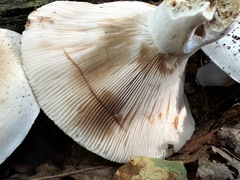 Russula compacta