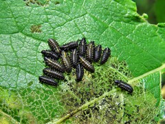 Plagiodera versicolora