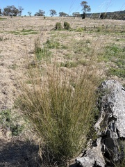 Austrostipa ramosissima
