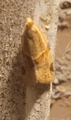 Clepsis peritana