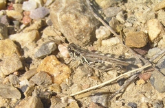Melanoplus infantilis
