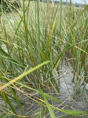 Ammophila breviligulata
