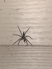 Pisaurina mira