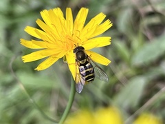 Syrphus opinator