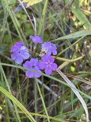 Phlox glaberrima