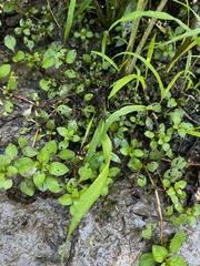 Ludwigia palustris