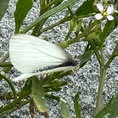 Pieris oleracea