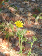 Helminthotheca echioides