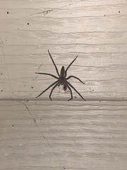 Pisaurina mira