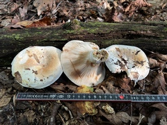 Russula compacta