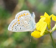 Polyommatus icarus