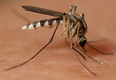 Aedes trivittatus
