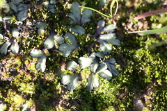 Riccia