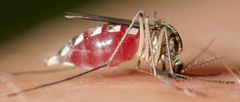 Aedes trivittatus