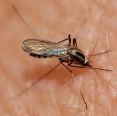Aedes trivittatus