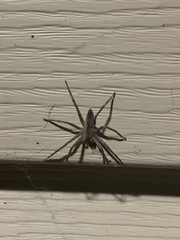 Pisaurina mira