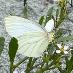 Pieris oleracea