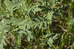 Ambrosia psilostachya