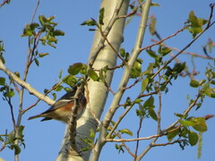 Setophaga castanea