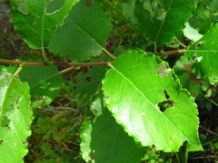 Salix caprea