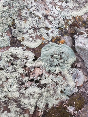 Xanthoparmelia cumberlandia