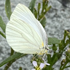 Pieris oleracea