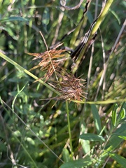 Cyperus strigosus