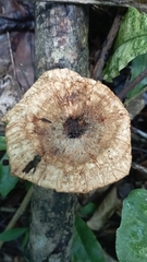 Lentinus crinitus