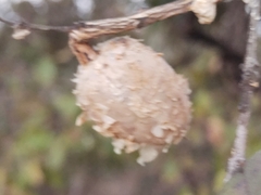 Qualea
