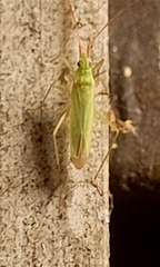 Trigonotylus caelestialium