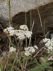 Achillea millefolium borealis