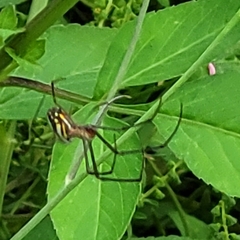 Leucauge argyra
