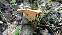 Lentinus crinitus