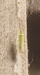 Trigonotylus caelestialium