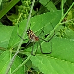 Leucauge argyra