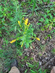Solidago ulmifolia