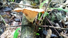 Lentinus crinitus