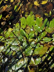 Potamogeton nodosus