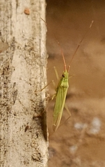 Trigonotylus caelestialium