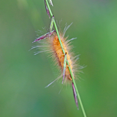 Pygarctia roseicapitis