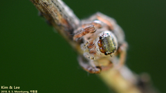 Salticidae