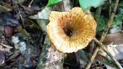 Lentinus crinitus