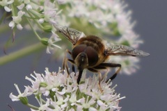 Eristalis pertinax