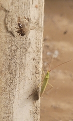 Trigonotylus caelestialium